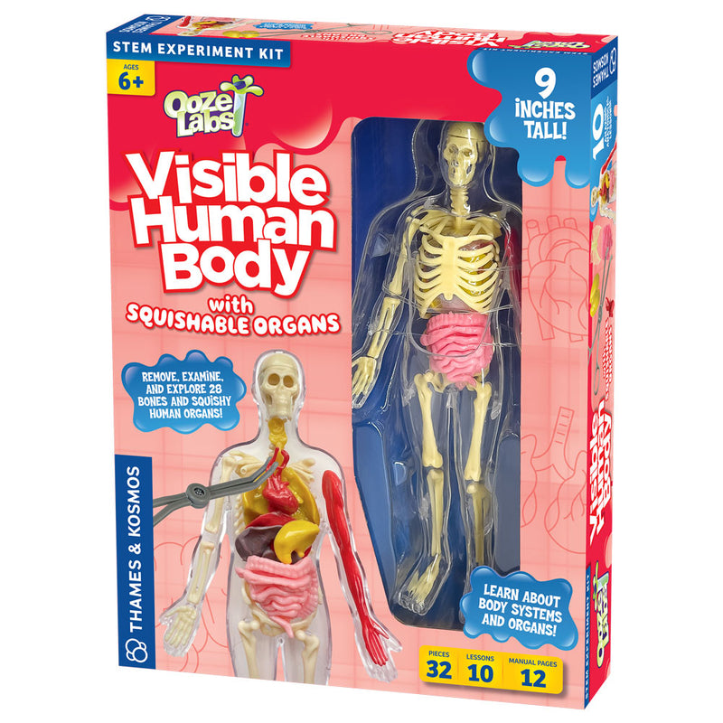 Ooze Labs: Visible Human Body with Squishable Organs STEM Thames & Kosmos   